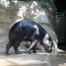 Berlin Zoo - hippo