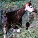 Berlin Zoo - okapi