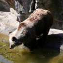 Berlin Zoo - bear