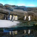 Berlin Zoo - penguins