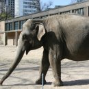 Berlin Zoo - elephant