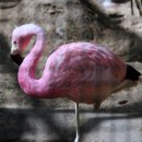 Berlin Zoo - pink flamingo