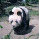 Berlin Zoo - panda