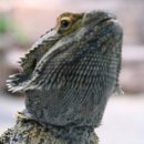 Berlin Zoo - dragon